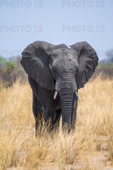 African elephant (Loxodonta africana) in dry savanna, Bwabwata National Park, Caprivi Strip, Namibia