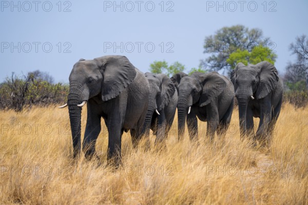 Herd of African elephants (Loxodonta africana) in dry savanna, Bwabwata National Park, Caprivi Strip, Namibia