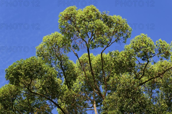 Parashorea malaanonan Tree, Critically endangered, Danum Valley, Borneo, Malaysia