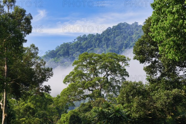 Fog over the tropical rainforest, Danum Valley, Borneo, Malaysia