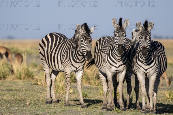 Herd of Steppe Zebras (Equus quagga), Ambient Light, Ihaha, Chobe National Park National Park, Botswan