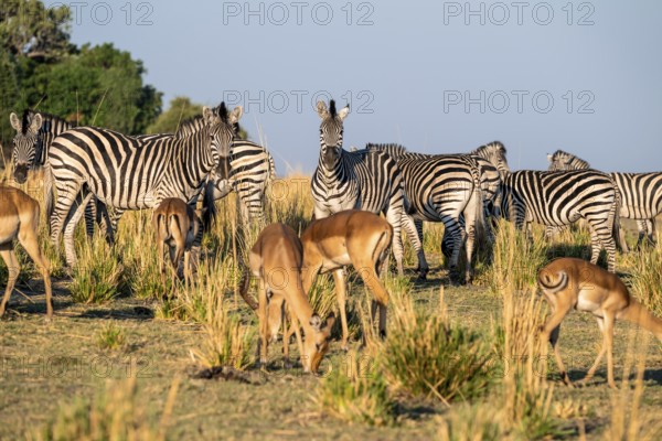Impalas and steppe zebras (Equus quagga), atmospheric lighting, Ihaha, Chobe National Park National Park, Botswan