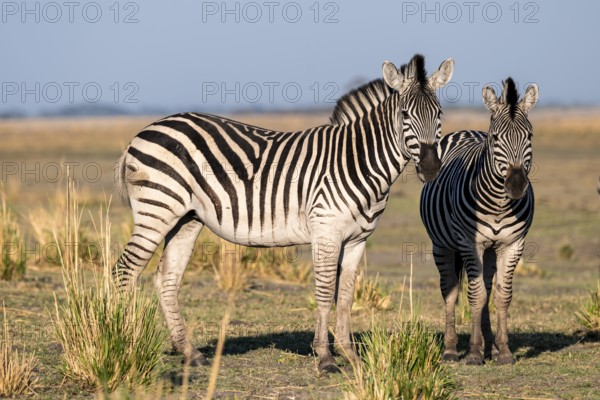 Two steppe zebras (Equus quagga), atmospheric lighting, Ihaha, Chobe National Park National Park, Botswan