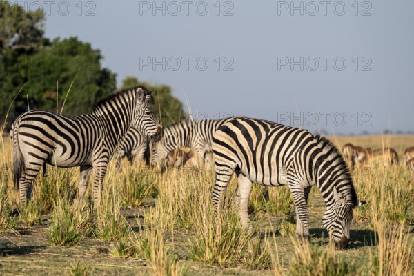 Three steppe zebras (Equus quagga), atmospheric lighting, Ihaha, Chobe National Park National Park, Botswan