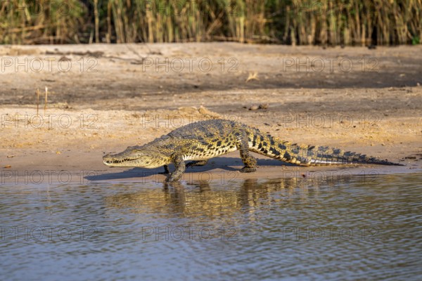 Nile crocodile (Crocodylus niloticus) runs on the Okavango River, Caprivi Strip, Namibia
