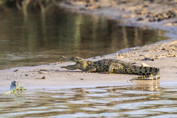 Baby Nile crocodile (Crocodylus niloticus) on the Okavango River, Caprivi Strip, Namibia
