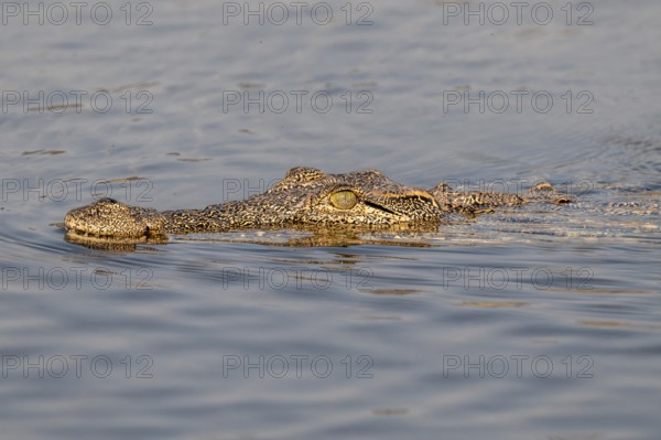 Nile crocodile (Crocodylus niloticus) swims Okavango River, Caprivi Strip, Namibia