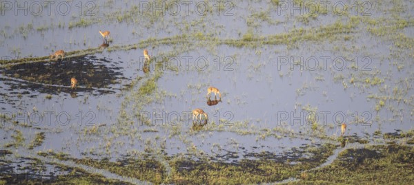 Impalas (Aepyceros melampus) in water, swamp, aerial view, Okavango Delta, Botswana