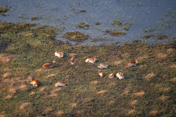 Herd of letschwe (Kobus leche), lychee bog antelope, riverbank, river landscape, aerial view, Okavango Delta, Botswana