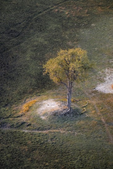 Species tree in the savanna, landscape, aerial view of the Okavango Delta, near Maun, Okavango Delta, Botswana