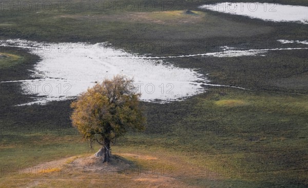 Species tree in the savanna, landscape, aerial view of the Okavango Delta, near Maun, Okavango Delta, Botswana