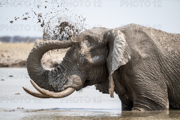 Mud bath, animal behavior, African elephant (Loxodonta africana), at waterhole, Nxai Pan National Park, Botswana