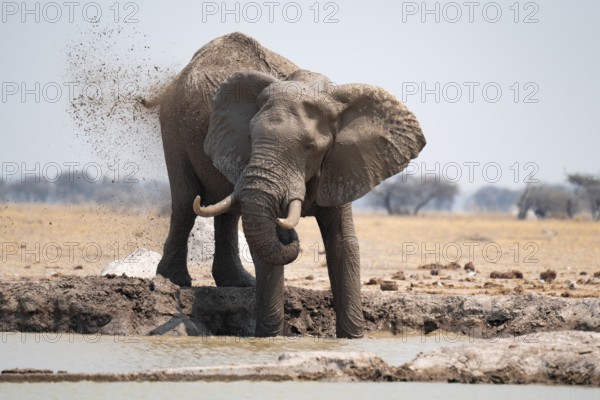 Male, African elephant (Loxodonta africana), mud bath at waterhole, Nxai Pan National Park, Botswana