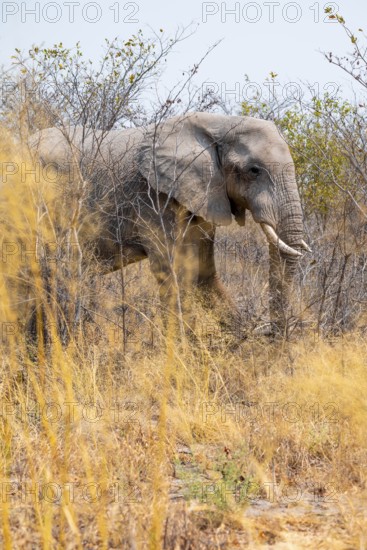 African elephant (Loxodonta africana), Nxai Pan National Park, Botswana