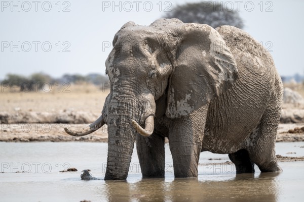 African elephant (Loxodonta africana) bathing in waterhole, Nxai Pan National Park, Botswana