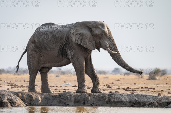 African elephant (Loxodonta africana) drinking at waterhole, Nxai Pan National Park, Botswana