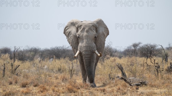 African elephant (Loxodonta africana), running, Nxai Pan National Park, Botswana