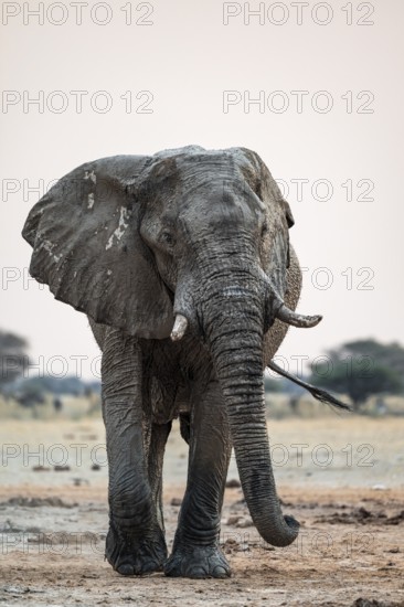 African elephant (Loxodonta africana), frontal, dramatic atmosphere, Nxai Pan National Park, Botswana