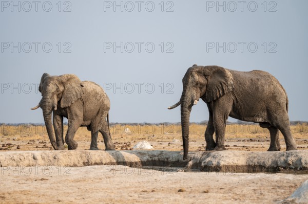 African elephant (Loxodonta africana) standing at waterhole, Nxai Pan National Park, Botswana