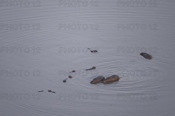 Single hippopatamus (Hippopatamus amphibius) in water, aerial view, Okavango Delta, Botswana