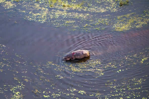 Single hippopatamus (Hippopatamus amphibius) with injury in water, aerial view, Okavango Delta, Botswana