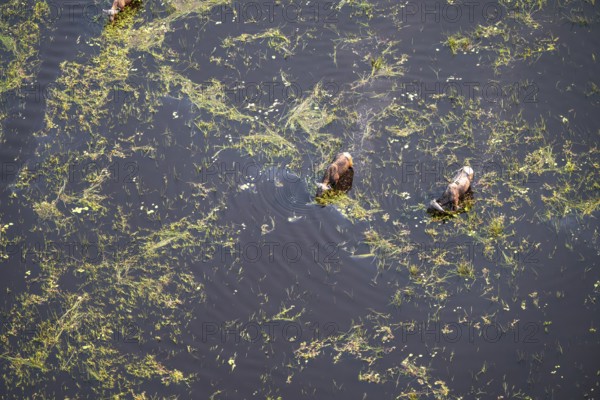 Kaffir buffalo (Syncerus caffer caffer), Two animals drinking in the river, aerial view, Okavango Delta, Botswana