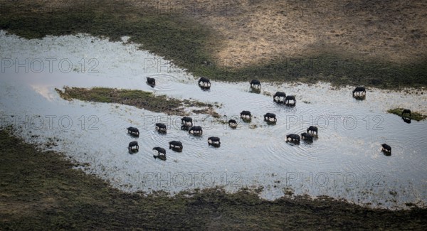 Kaffir buffalo (Syncerus caffer caffer), flock drinking in the river, aerial view, Okavango Delta, Botswana