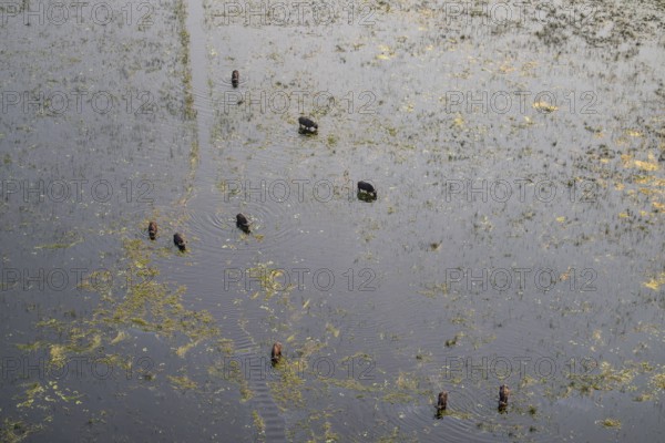 Kaffir buffalo (Syncerus caffer caffer), flock in river, aerial view, Okavango Delta, Botswana