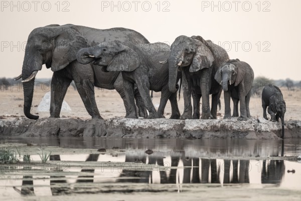 Animal family with baby elephant, African elephants (Loxodonta africana), drinking at the waterhole, dramatic reflection in the water, Nxai Pan National Park, Botswana