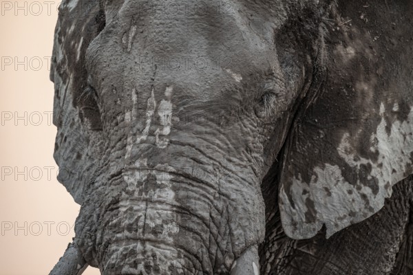 Animal Portrait, Dramatic African Elephant (Loxodonta africana), at a waterhole, Nxai Pan National Park, Botswana