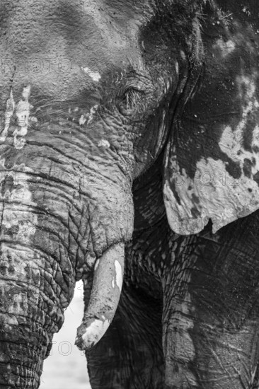 Animal Portrait, Dramatic African Elephant (Loxodonta africana), at a waterhole, Nxai Pan National Park, Botswana
