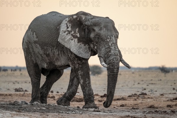 African elephant (Loxodonta africana), at the waterhole, Nxai Pan National Park, Botswana