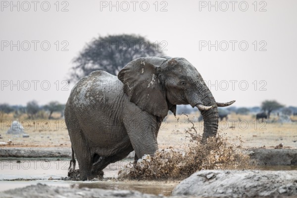 African elephant (Loxodonta africana) running through water at the waterhole, Nxai Pan National Park, Botswana