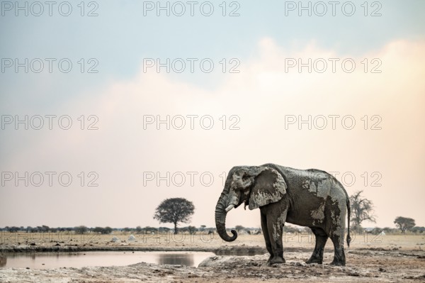 Dramatic African elephant (Loxodonta africana), at waterhole, Nxai Pan National Park, Botswana