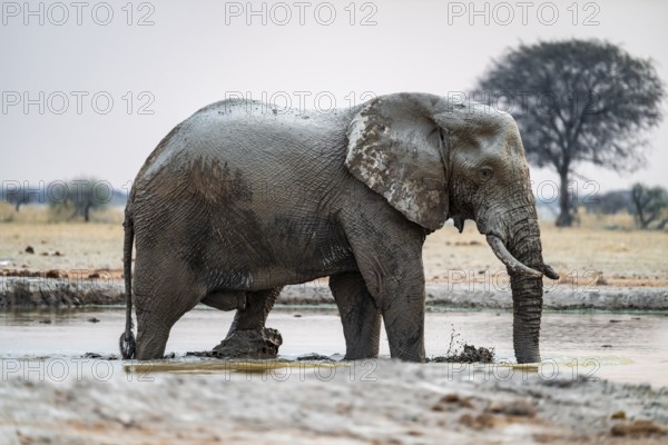 African elephant (Loxodonta africana) bathing in waterhole, Nxai Pan National Park, Botswana