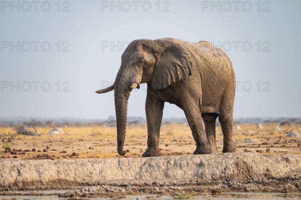 African elephant (Loxodonta africana), at the waterhole, Nxai Pan National Park, Botswana