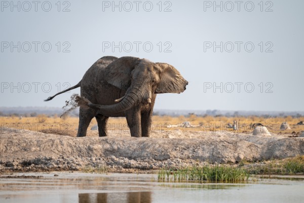 Male, African elephant (Loxodonta africana), mud bath at waterhole, Nxai Pan National Park, Botswana