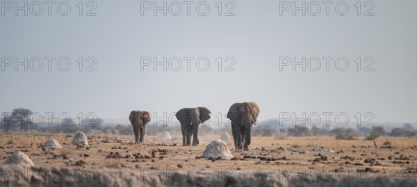 Three African elephants (Loxodonta africana) walk across steppe, coming towards us, Nxai Pan National Park, Botswana