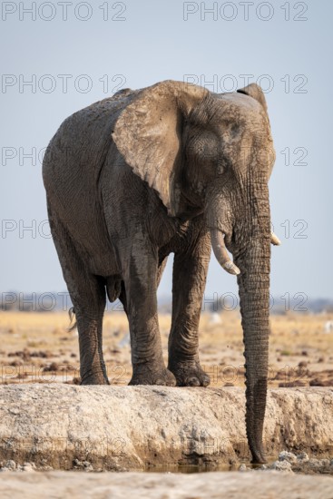 Male, African elephant (Loxodonta africana), drinking at waterhole, Nxai Pan National Park, Botswana