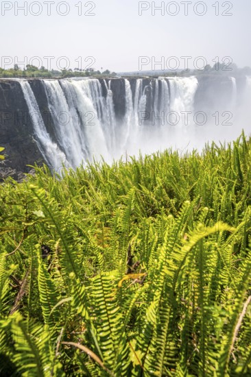 Water plunges into the depths, Victoria Falls with jungle and green plants, Zambezi, Zimbabwe