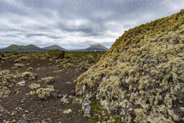 Lava field covered with lichens, Parque Natural de Los Volcanes, near Masdache, Lanzarote, Canary Islands, Spain