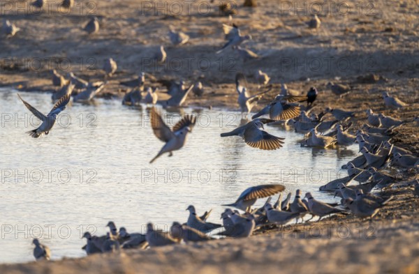Turkish pigeons at the waterhole, Savuti, Chobe National Park, Botswana
