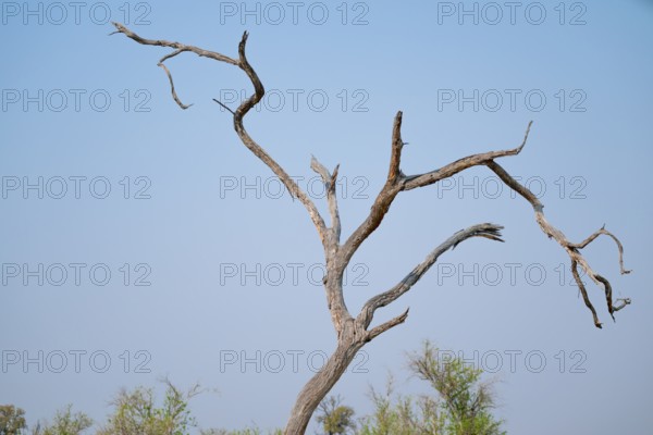 Dry tree, branches rising into the sky, Botswana