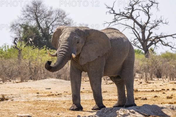 African elephant (Loxodonta africana) sticks trunk into the air, Savuti, Chobe National Park National Park, Botswana