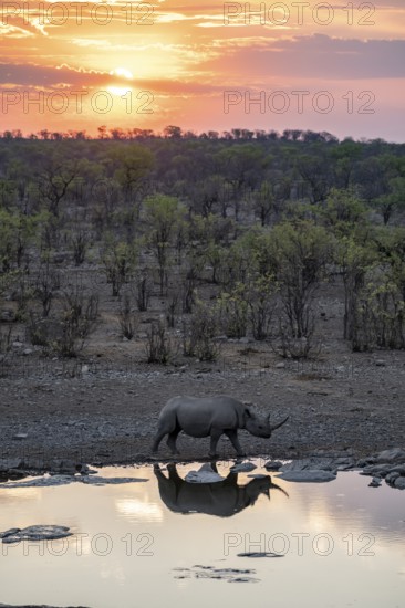 Sunset, black rhinoceros (Diceros bicornis) at Halali waterhole, Etosha National Park, Namibia