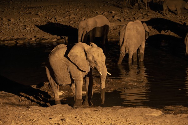 Night view, African elephant (Loxodonta africana), at Halali waterhole, Etosha National Park, Namibia