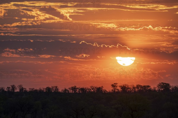 Impressive sunset over the African savanna, silhouette of the horizon with trees in front of the sun, at Halali waterhole, Etosha National Park, Namibia