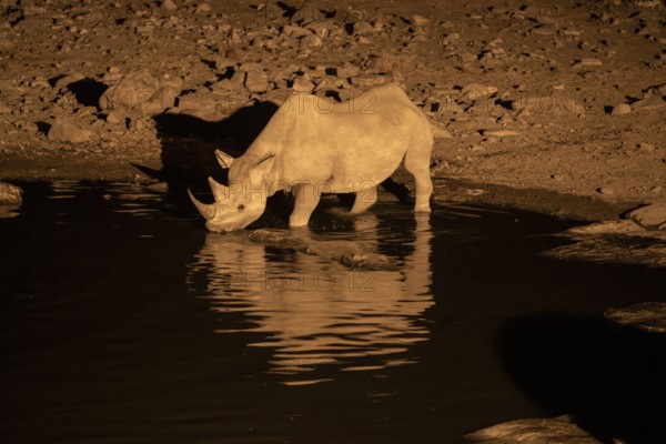 Night view of black rhinoceros (Diceros bicornis) at Halali waterhole, Etosha National Park, Namibia