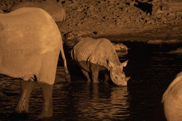 Night view of black rhinoceros (Diceros bicornis) and African elephant at Halali waterhole, Etosha National Park, Namibia