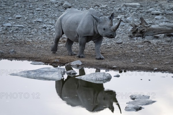 Black rhinoceros (Diceros bicornis) at Halali Waterhole, Etosha National Park, Namibia